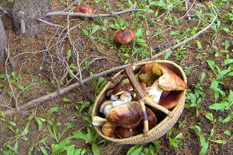 A basket full of porcini mushrooms found on a Terra Fleurs mushroom hunting tour